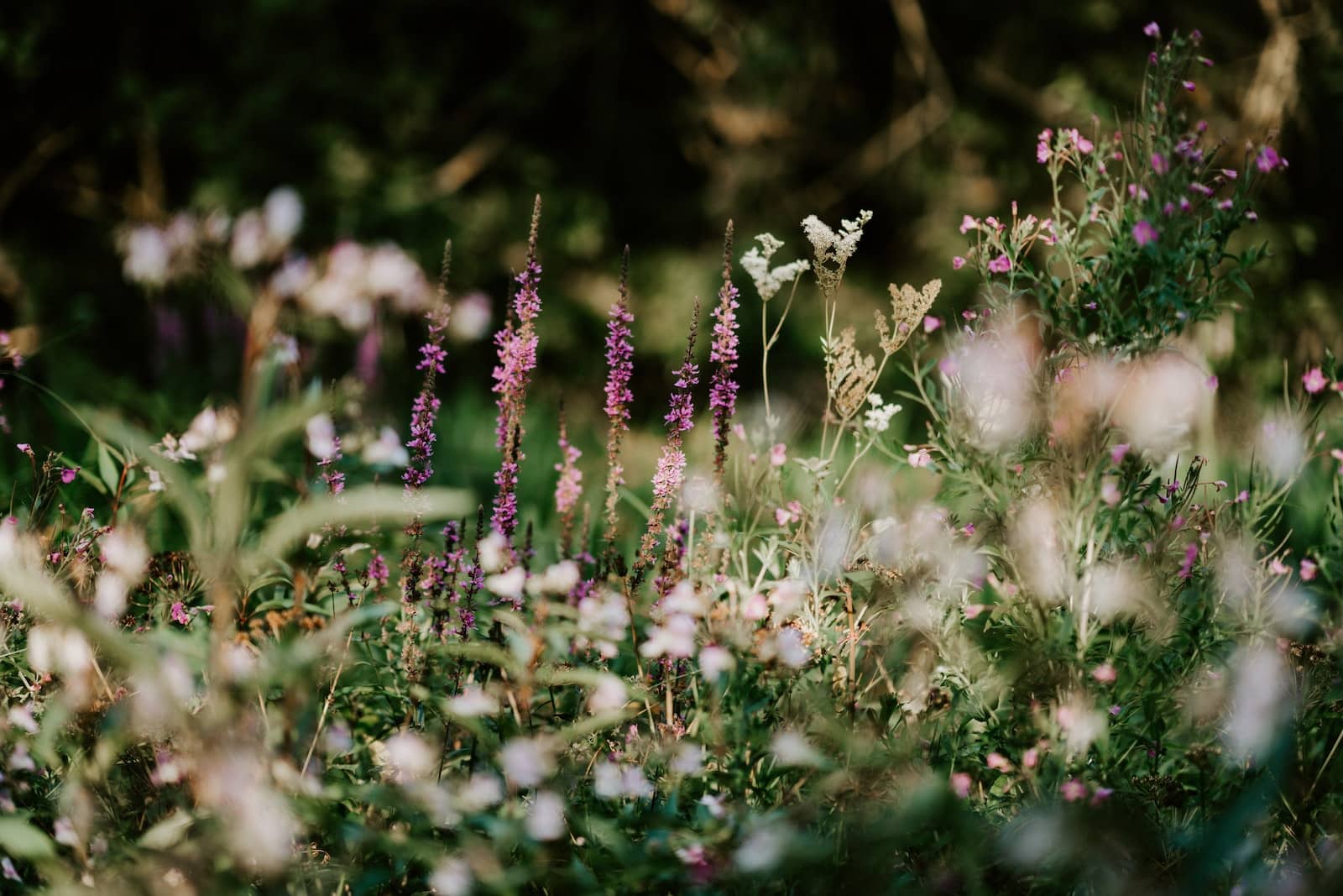 Traitements naturels des végétaux tout pour un jardin zéro phyto