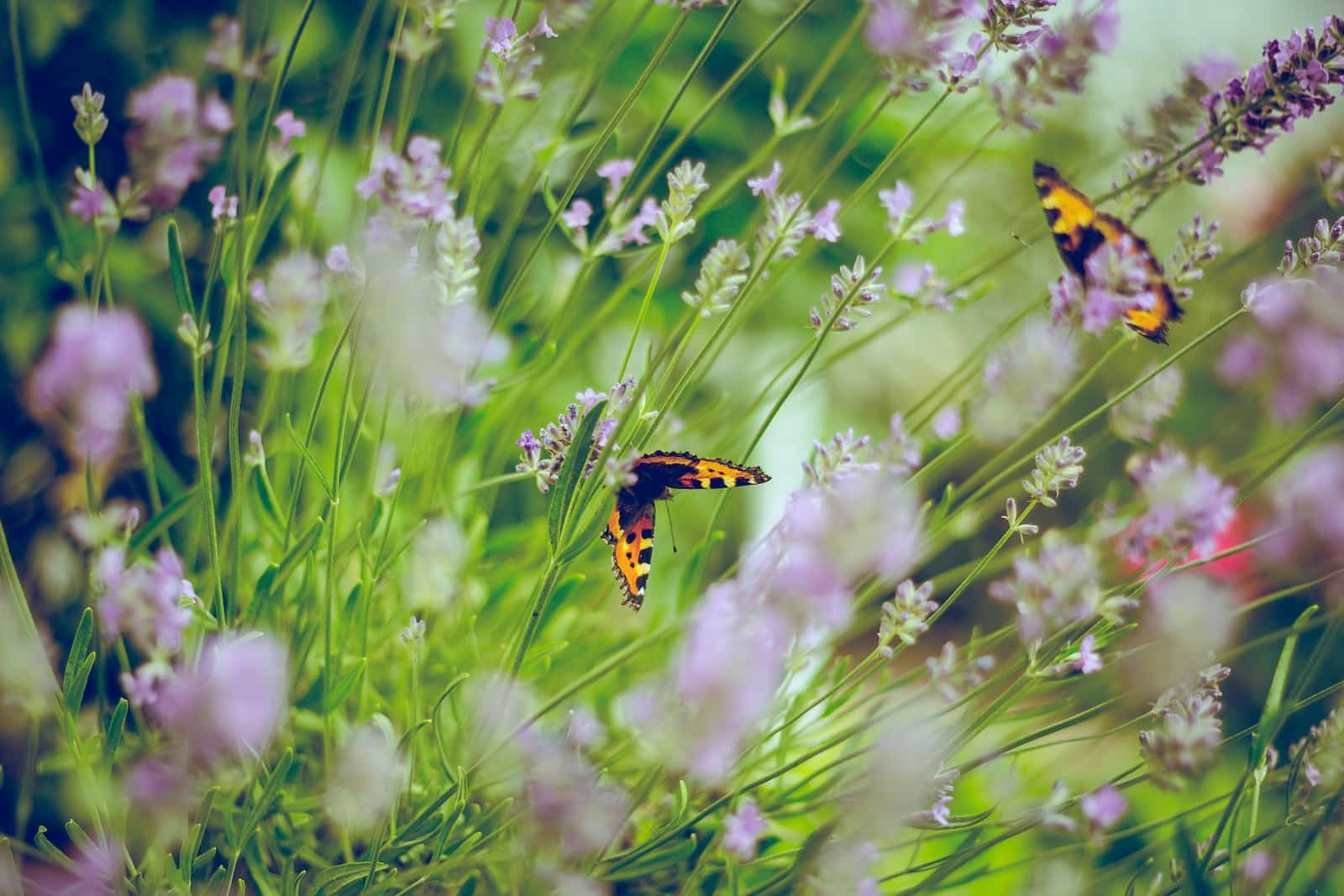 Traitements naturels des végétaux tout pour un jardin zéro phyto